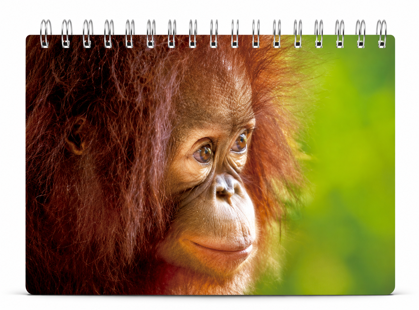 blok kroužkový 3D - Orangutan mládě