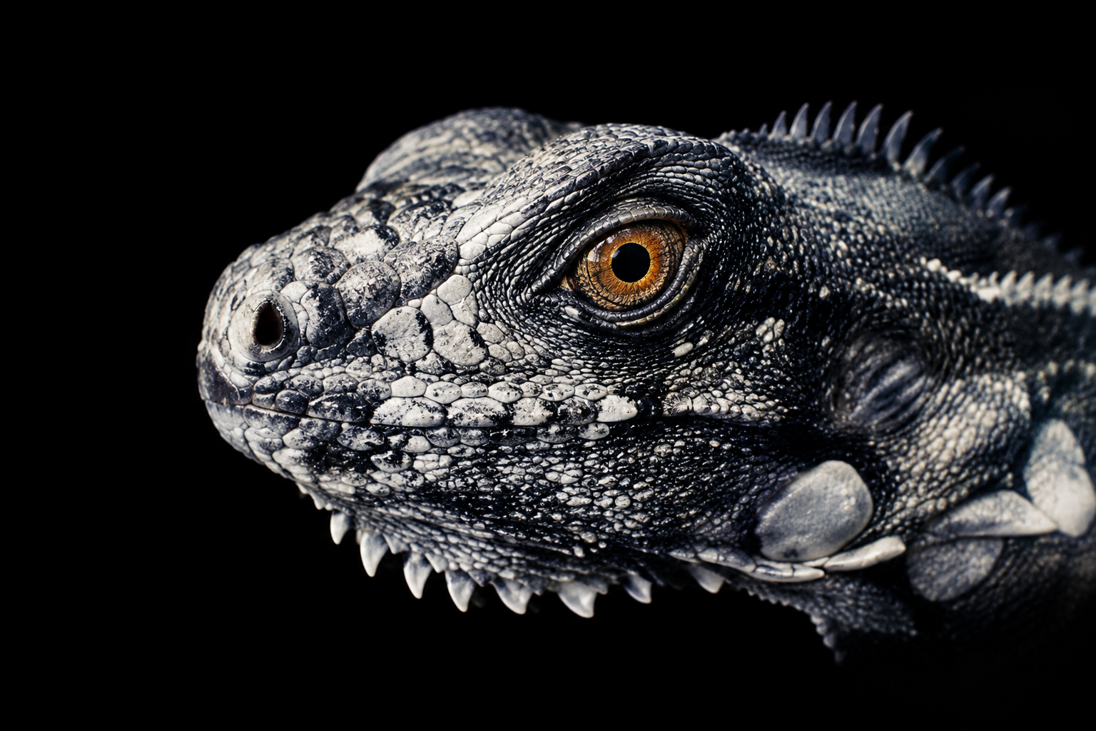 pohlednice 3D - Leguan