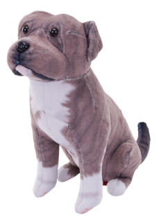 pes se zvukem šedý Pitbull