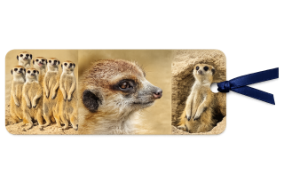 záložka 3D - Surikaty